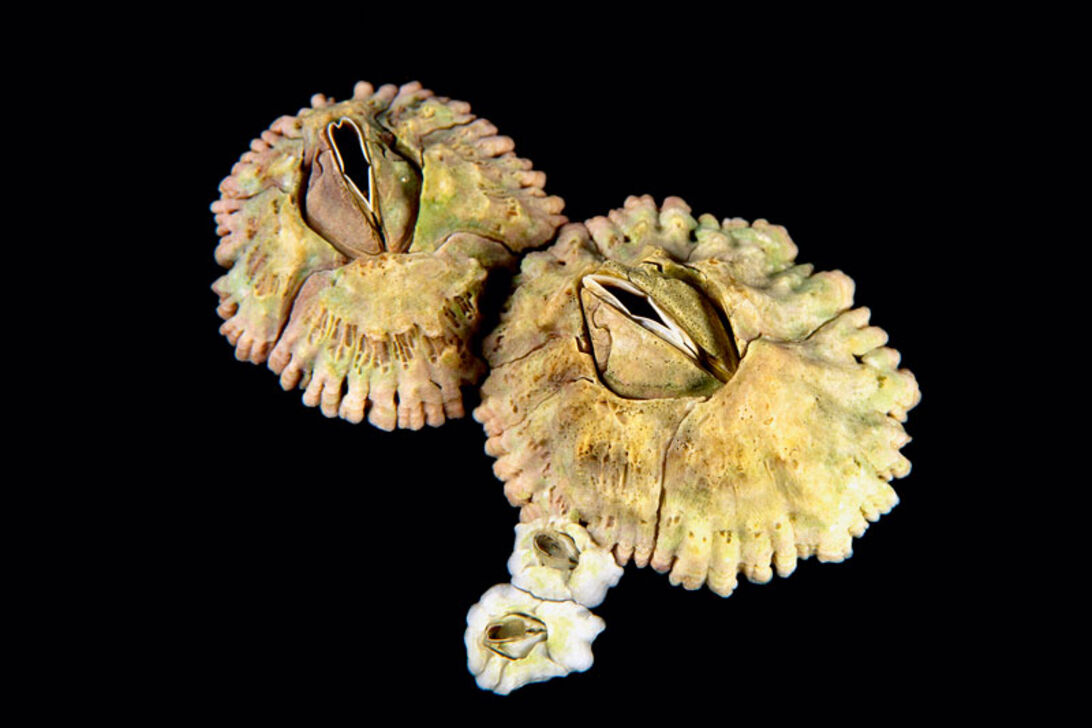 Levende liv – det afhænger af duften