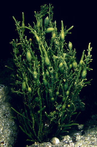 Levende liv – det afhænger af duften