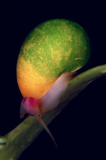 Levende liv – det afhænger af duften