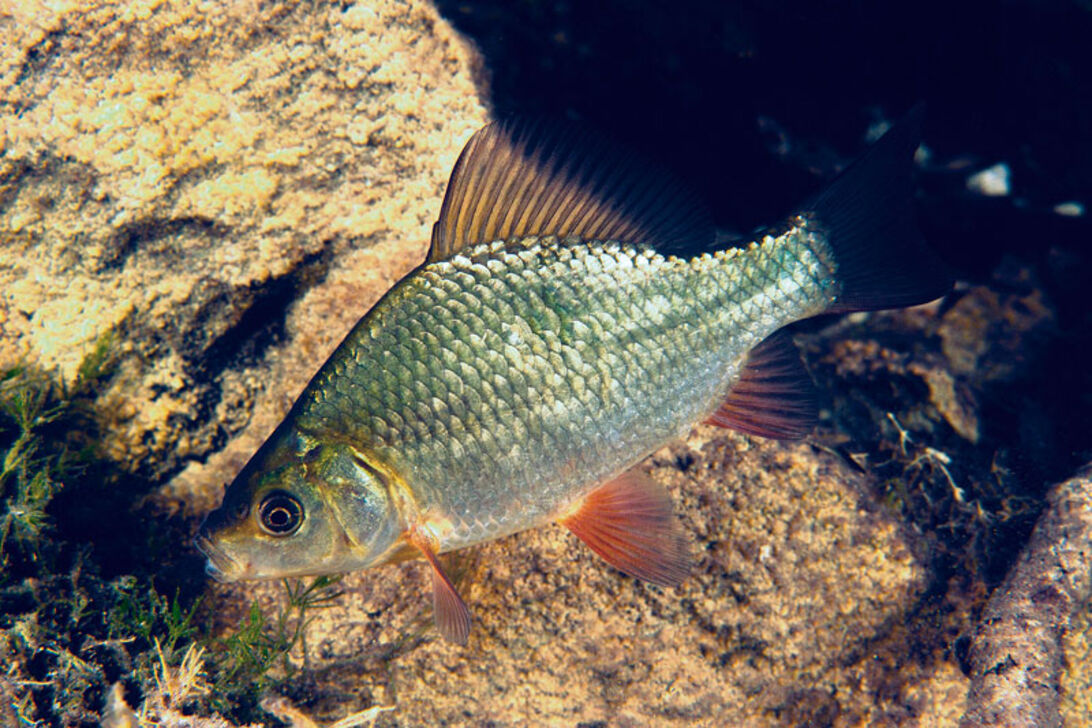 Levende liv – det afhænger af duften