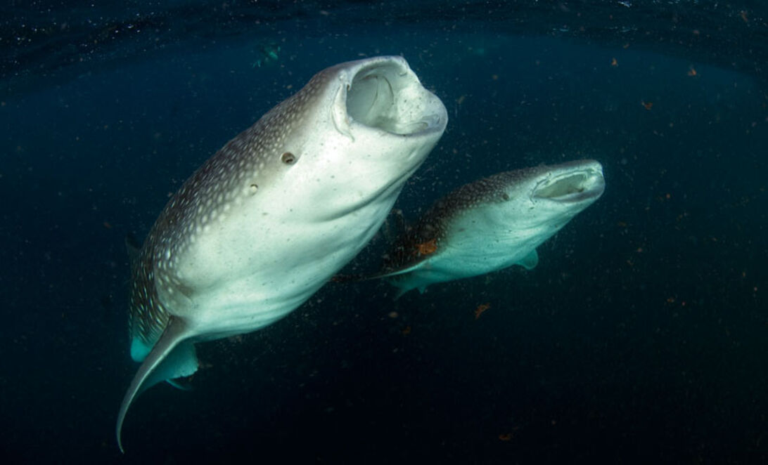 Djiboutis hvalhajer – nærkontakt med havets største fisk