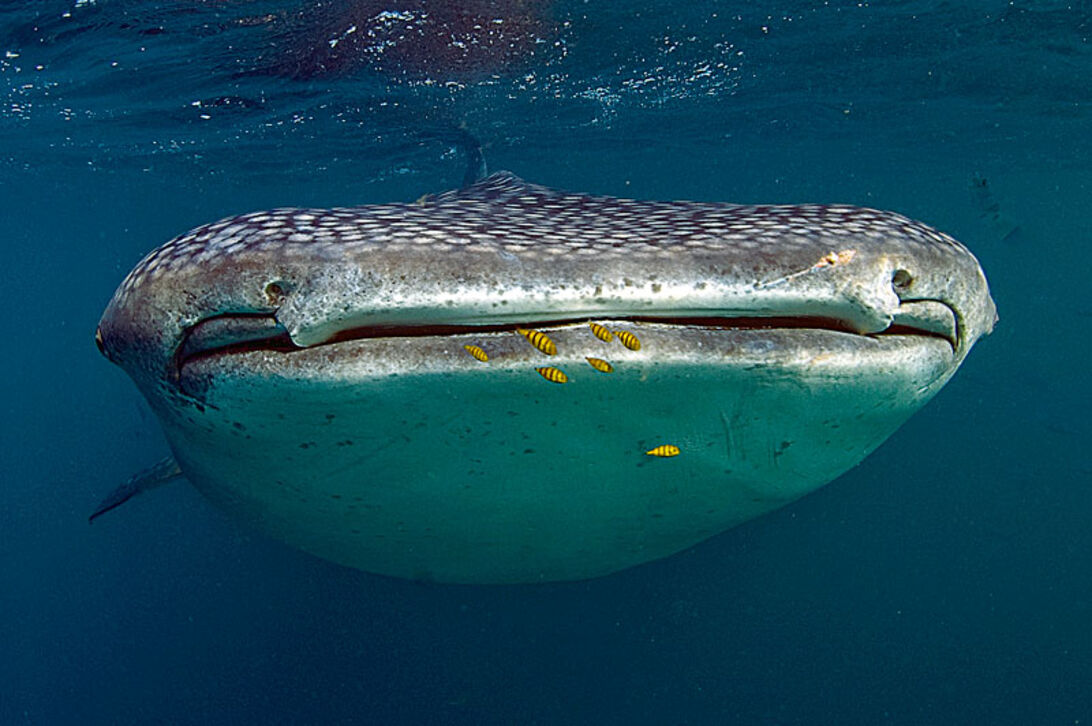 Djiboutis hvalhajer – nærkontakt med havets største fisk