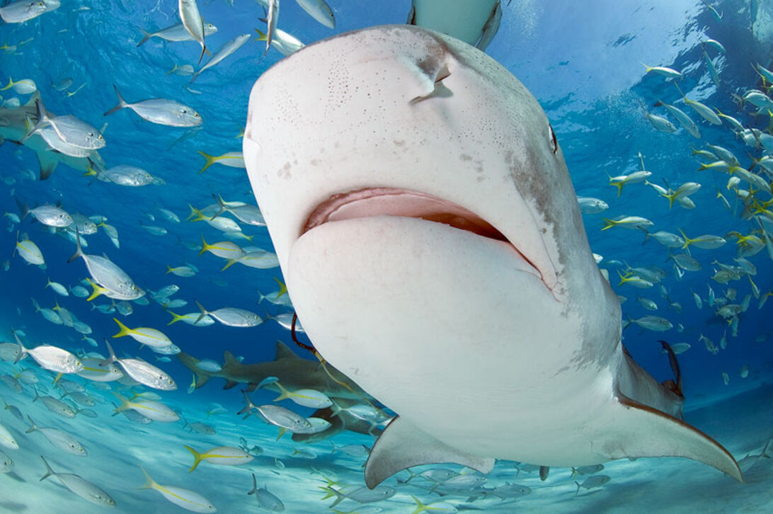 [HAJ-UGE] Sharkoholics – blandt hajmisbrugere på Bahamas