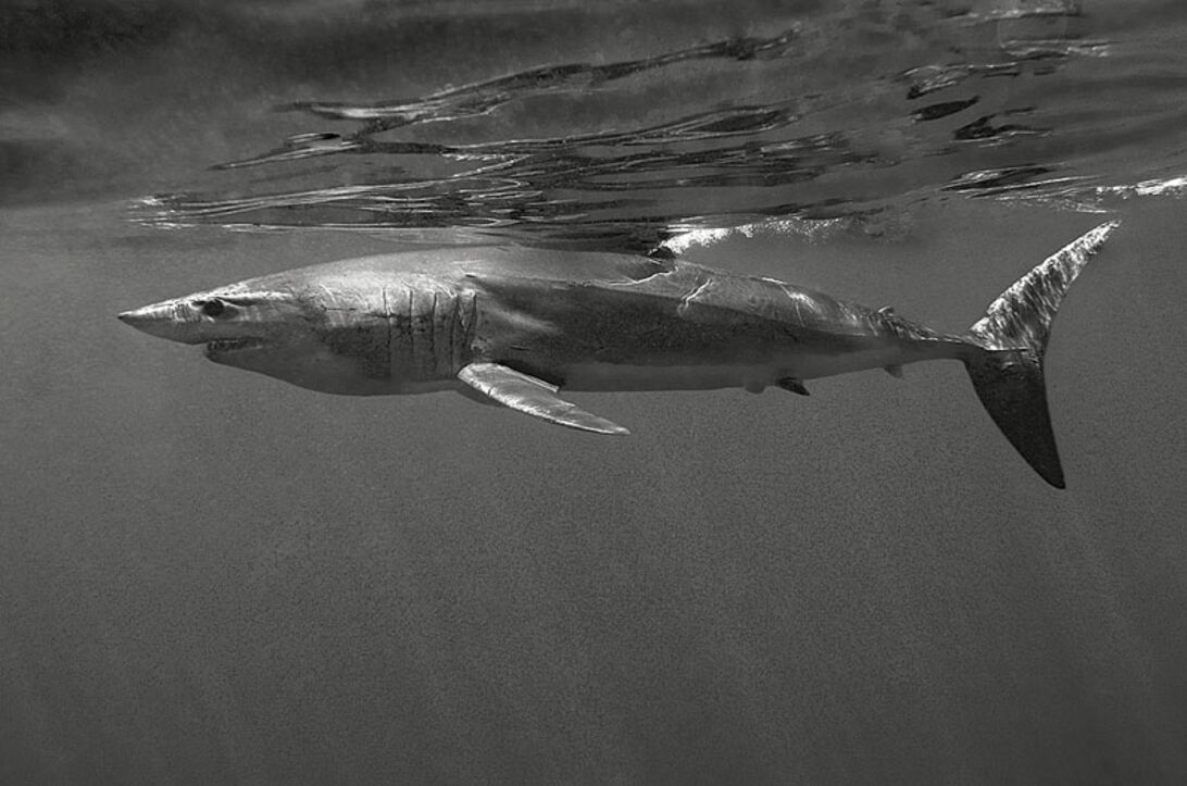 Sharkoholics – blandt hajmisbrugere på Bahamas