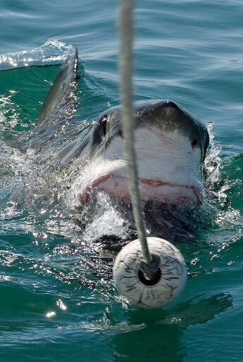 Sharkoholics – blandt hajmisbrugere på Bahamas