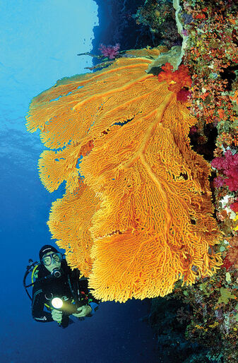 Great Barrier Reef – sjældne glimt fra en døende verden