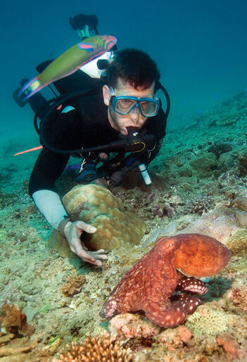 The Big Three på Ningaloo Reef – Hvalhaj, pukkelhval og manta på Australiens ves