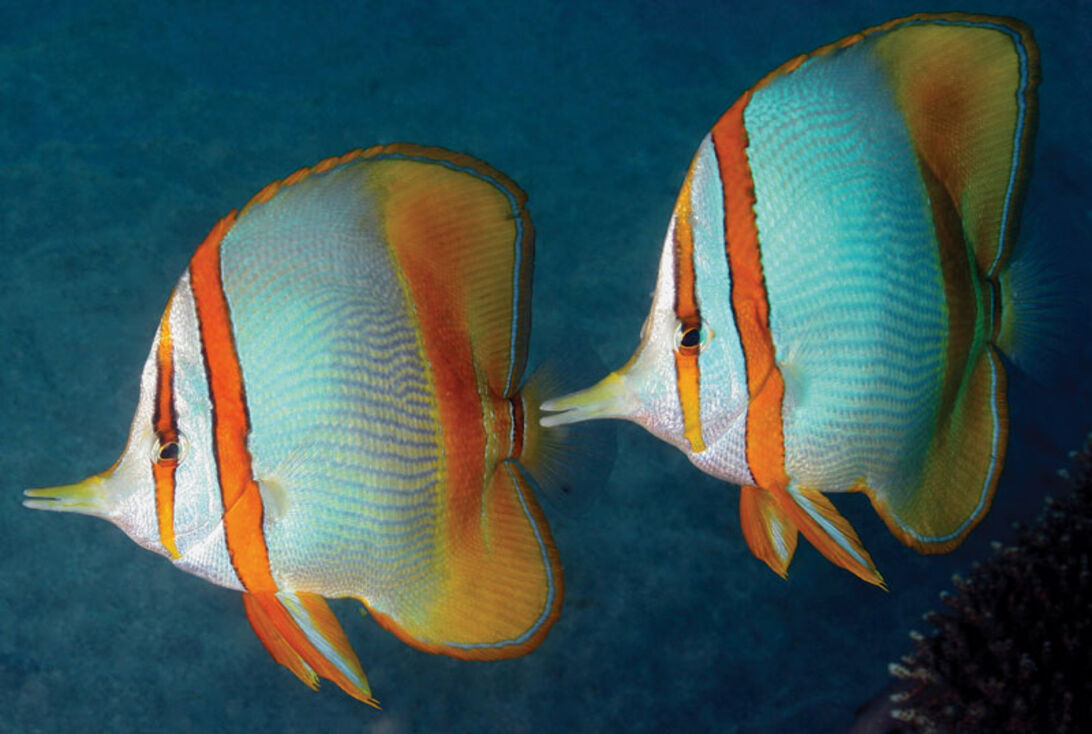 The Big Three på Ningaloo Reef – Hvalhaj, pukkelhval og manta på Australiens ves