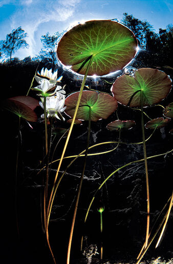 Fredrik Ehrenström – åkandernes mester Fredrik Ehrenström – åkandernes mester
