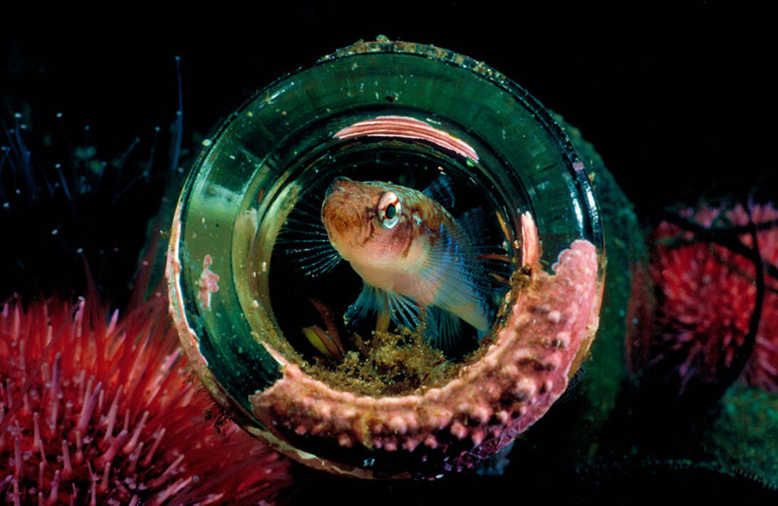 Fredrik Ehrenström – åkandernes mester Fredrik Ehrenström – åkandernes mester