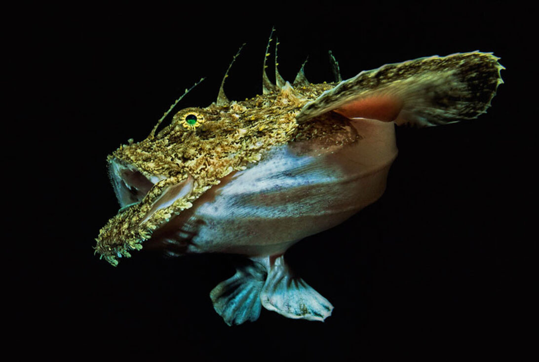 Fredrik Ehrenström – åkandernes mester Fredrik Ehrenström – åkandernes mester