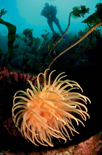Fredrik Ehrenström – åkandernes mester Fredrik Ehrenström – åkandernes mester