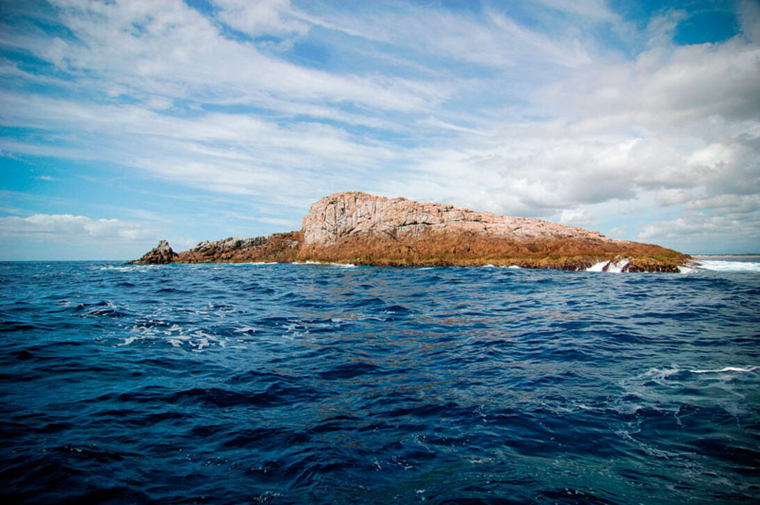 Hajerne ved Fish Rock – tæt på sandtigerhajer