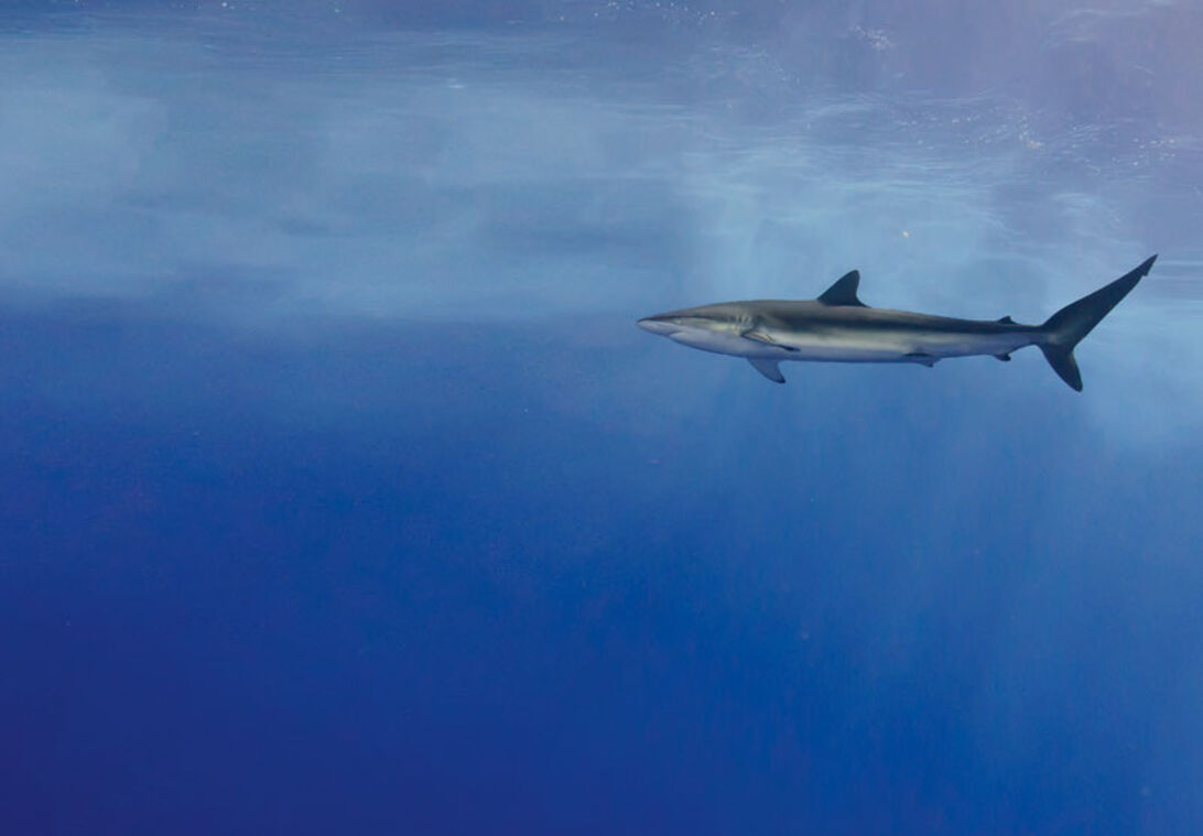 Hajsafari – Tæt på hajer i Rødehavet