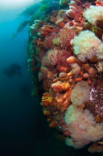Lofoten – Dykning i Tangparadiset Lofoten – Dykning i Tangparadiset