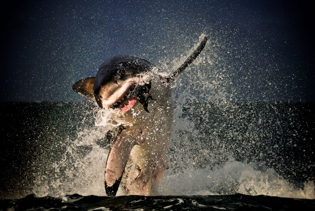 Dykning i bur – Kan det forsvares? Dykning i bur – Kan det forsvares?