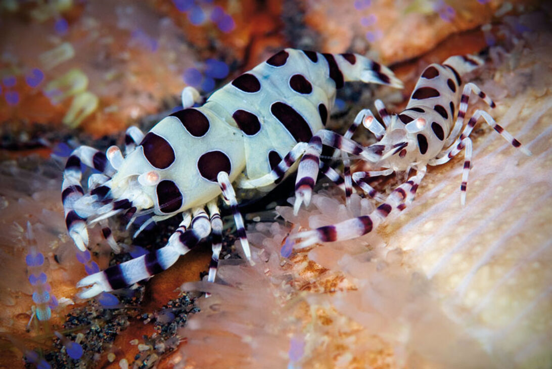 Indonesien – marin mangfoldighed