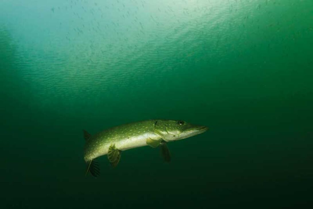 Gedden – søens barracuda
