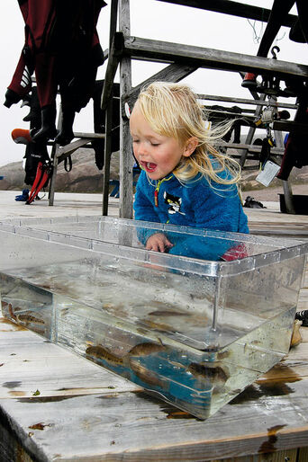 Dykning med familien Dykning med familien