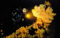 Dødningehånd - Korallen med det dystre navn
