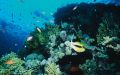 Koraller - økosystemet på Great Barrier Rief