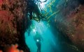 Gourmet Diver – dykning og gastronomi