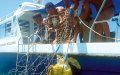 WWF-klumme – havskildpaddernes øer