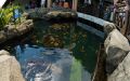 WWF-klumme – havskildpadder i en guldfiskedam