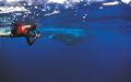 Svømme med kæmper – hvem pukler hvalerne for?