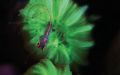 En lysende opdagelse – fluorescerende rev i Indonesien