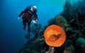 Bonaire – Total dykkefrihed