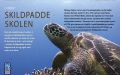 Skildpaddeskolen: Del 1 – Dykker, kend din havskildpadde