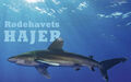 Rødehavets hajer