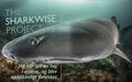 The SharkWise Project – Jeg har set en haj i øjnene, og blev øjeblikkeligt forelsket