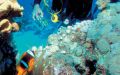 Juniorer i dybden – at tage dykkercertifikat som ung