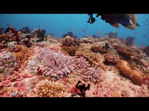 Dykning ved Kudarah Thila, Maldiverne. Video: Graeme_A
