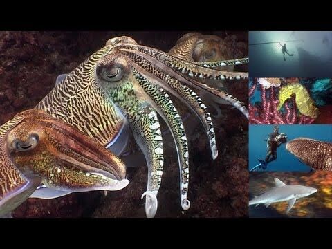 Reef life of the Andaman