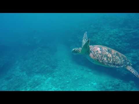 Diving the Kerama Islands in Okinawa
