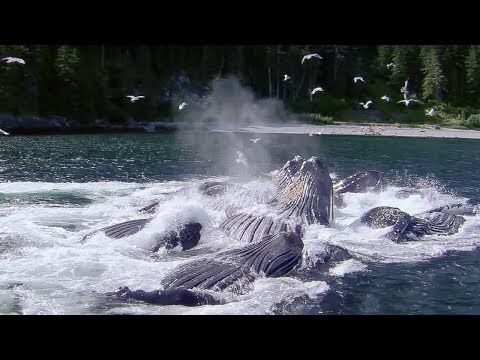 BBC: Fiskeri med bobler