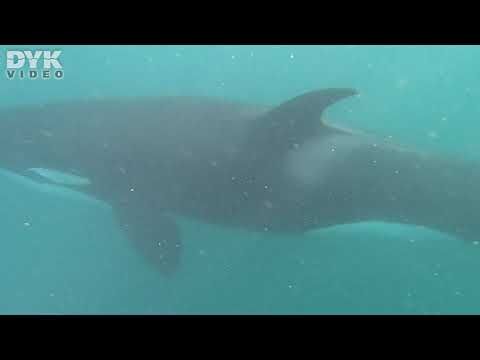 South Africa Sardine Run – you rarely see them here, but we had luck with a pod of orcas swimming by and played with us!  Video: