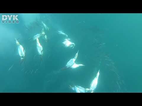 Sardine Run in South Africa – gannets diving to hunt the gannets.  Video: Helene-Julie Zofia Paamand Music: Dexter Britain – Wak