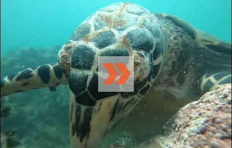 Karettsköldpadda som käkar korall. Video: Mike Papish, Underwater Exploring