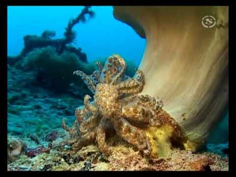 Diving Malapascua in the Philippines
