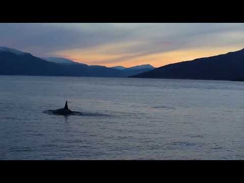 Orca video, Tromsø 2016 af Jonas Beyer