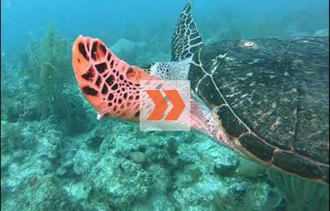 Äkta och oäkta karett samt soppsköldpadda i samma video. Video: Mike Papish, Underwater Exploring
