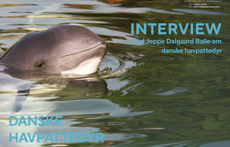 Danske havpattedyr – Interview  med Jeppe Dalgaard Balle