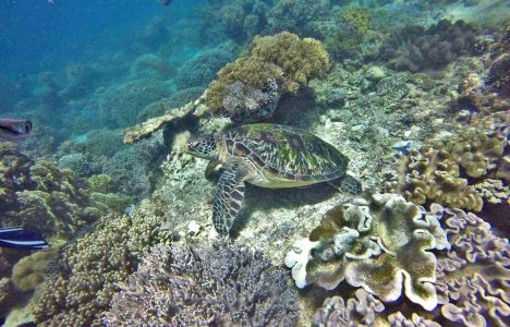 Steffan Holzmann: Flot stor skildpadde ved Apo i Filippinerne .