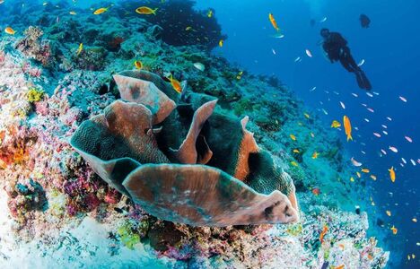 Foto: Mark 'Crowley' Russell Koralrev