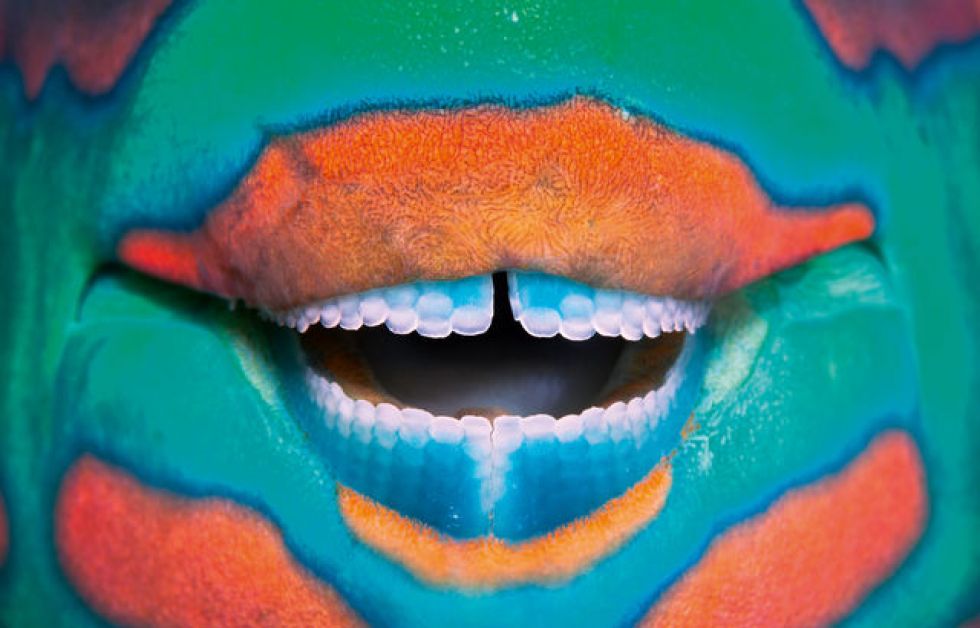 En papegøjefisks imponerende blå tandsæt. Foto: Franco Banfi