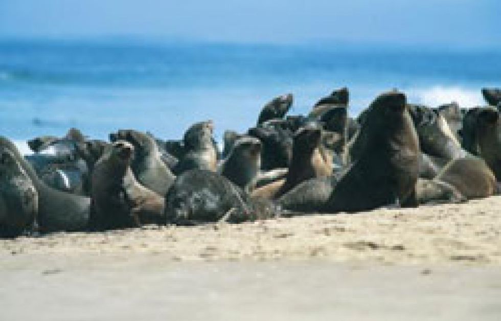 Søløvemassakre på Galapagos